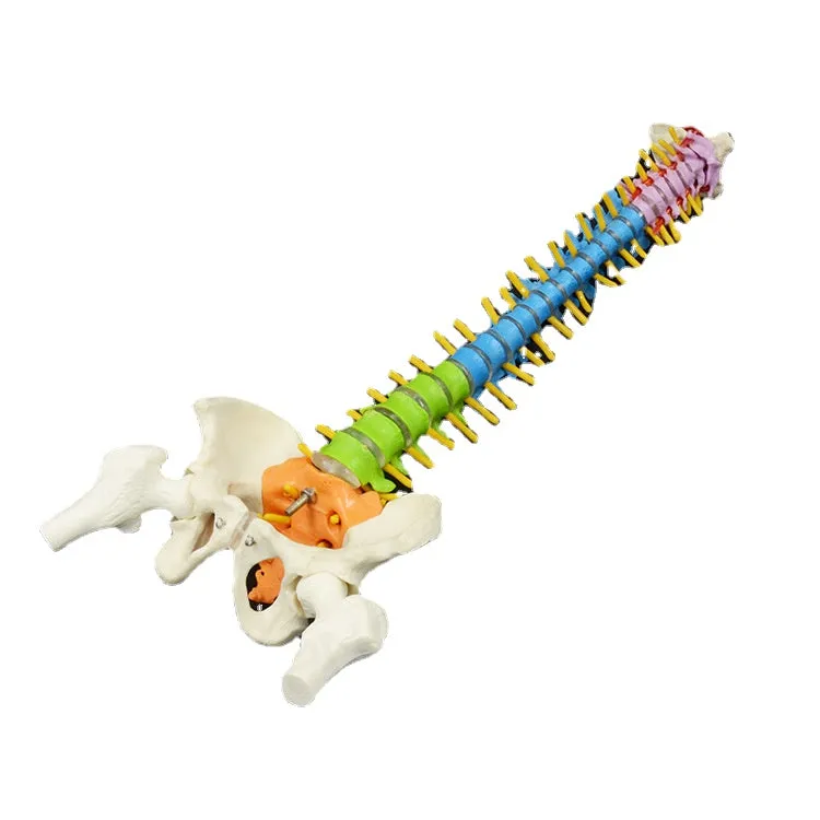 45cm Color Human Spine Spine Pelvic Bone Cervical Bone Model Massage Bone Setting Pain Department Orthopedic Teaching Mold