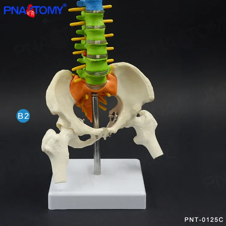 45cm Color Human Spine Spine Pelvic Bone Cervical Bone Model Massage Bone Setting Pain Department Orthopedic Teaching Mold