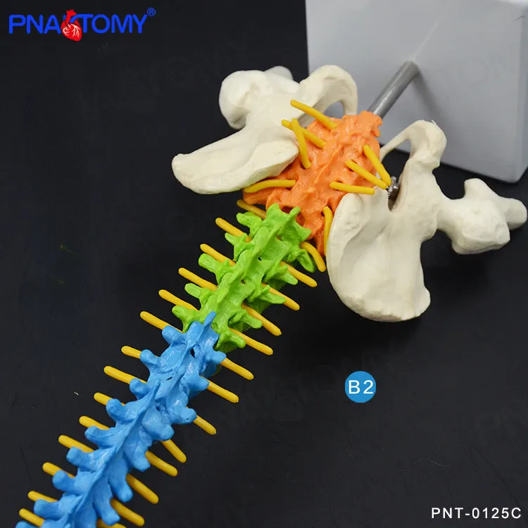 45cm Color Human Spine Spine Pelvic Bone Cervical Bone Model Massage Bone Setting Pain Department Orthopedic Teaching Mold
