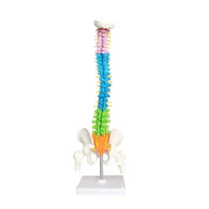 45cm Color Human Spine Spine Pelvic Bone Cervical Bone Model Massage Bone Setting Pain Department Orthopedic Teaching Mold