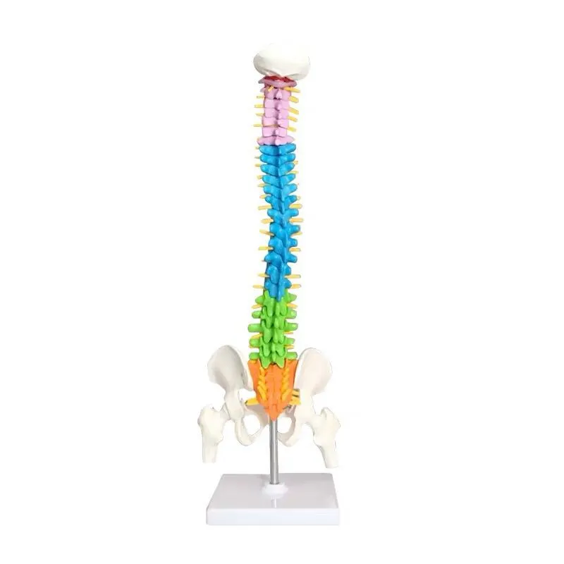 45cm Color Human Spine Spine Pelvic Bone Cervical Bone Model Massage Bone Setting Pain Department Orthopedic Teaching Mold