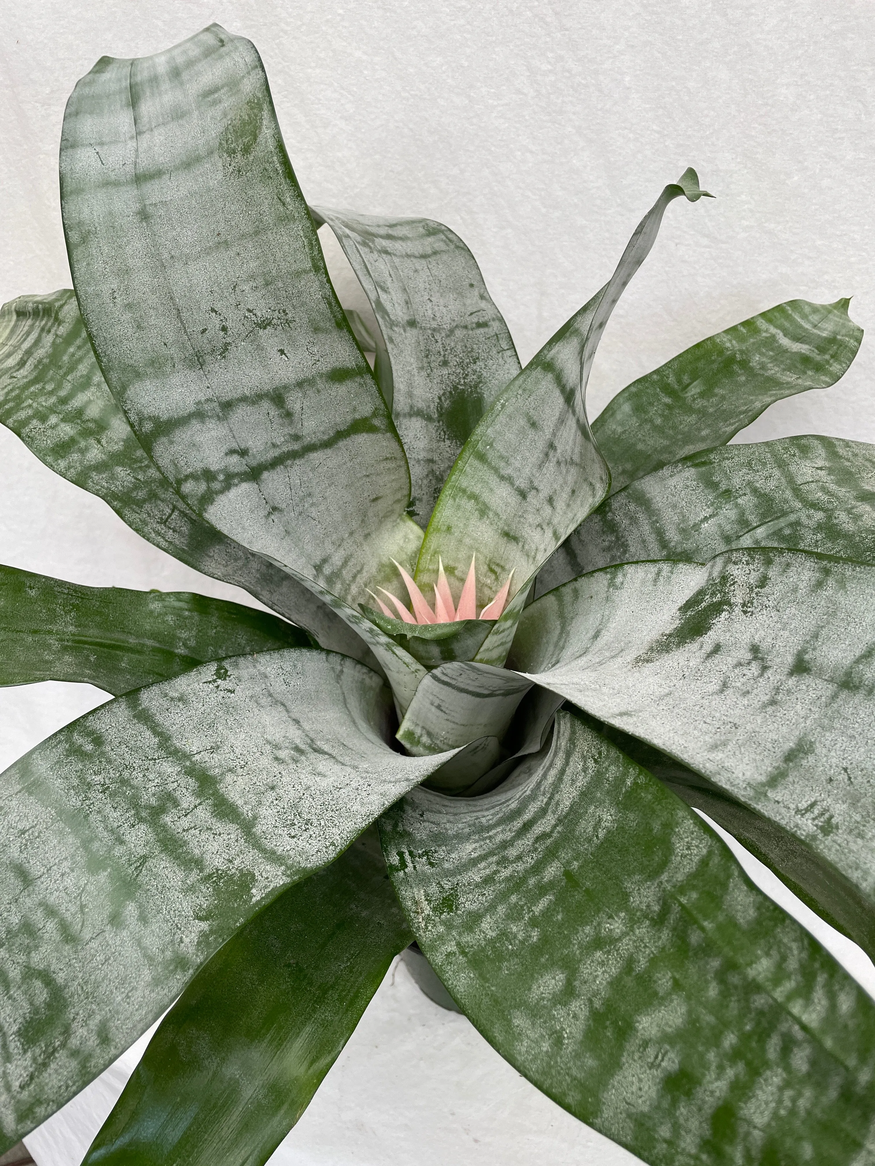 Bromeliad - 'Silver Vase'