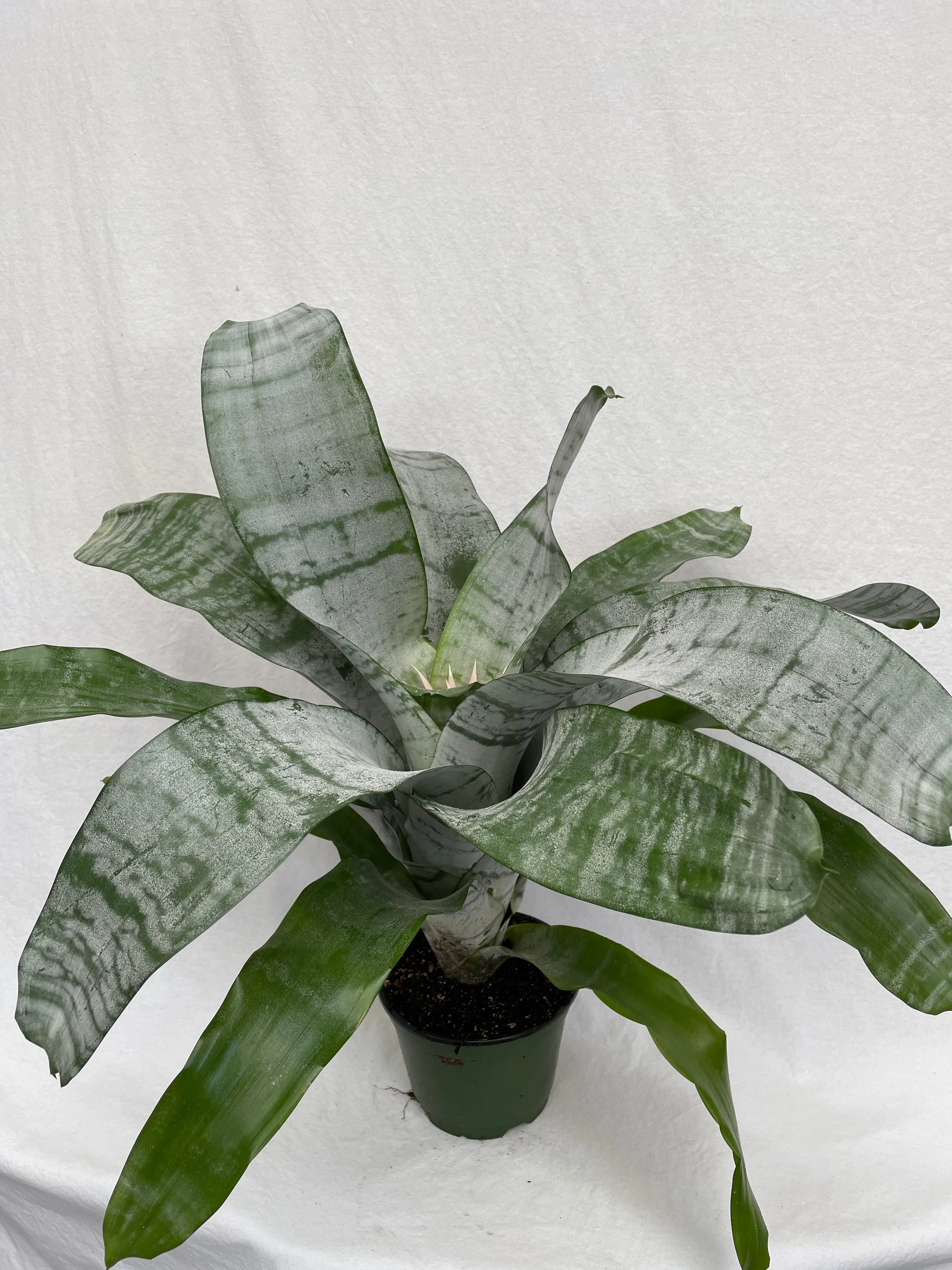Bromeliad - 'Silver Vase'