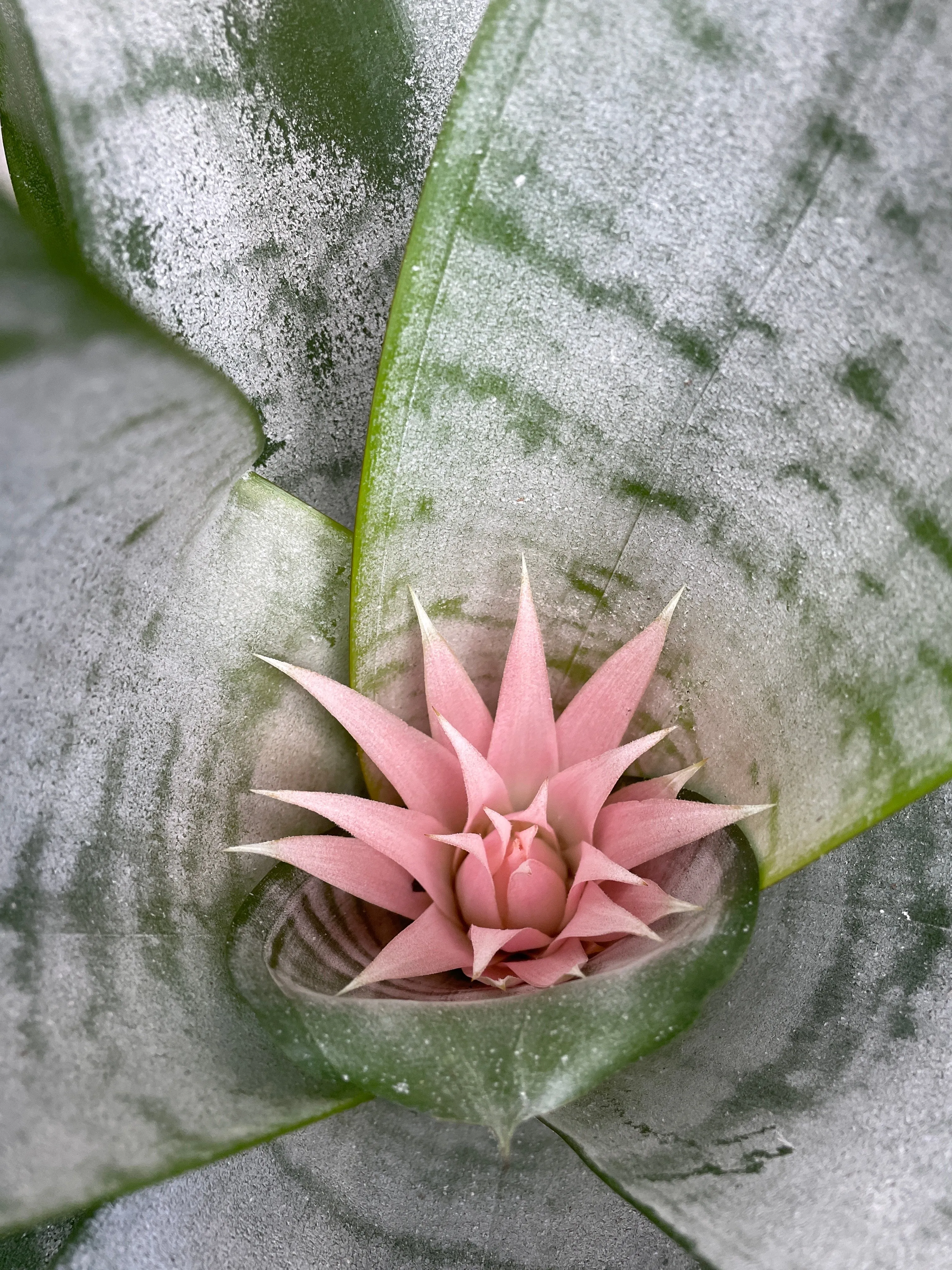 Bromeliad - 'Silver Vase'