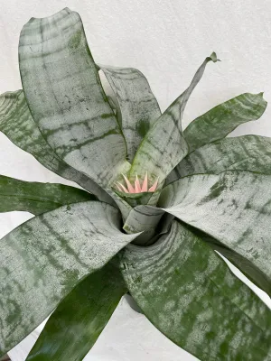 Bromeliad - 'Silver Vase'