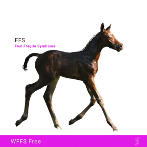 FFS (WFFS) Fragile Foal Syndrome