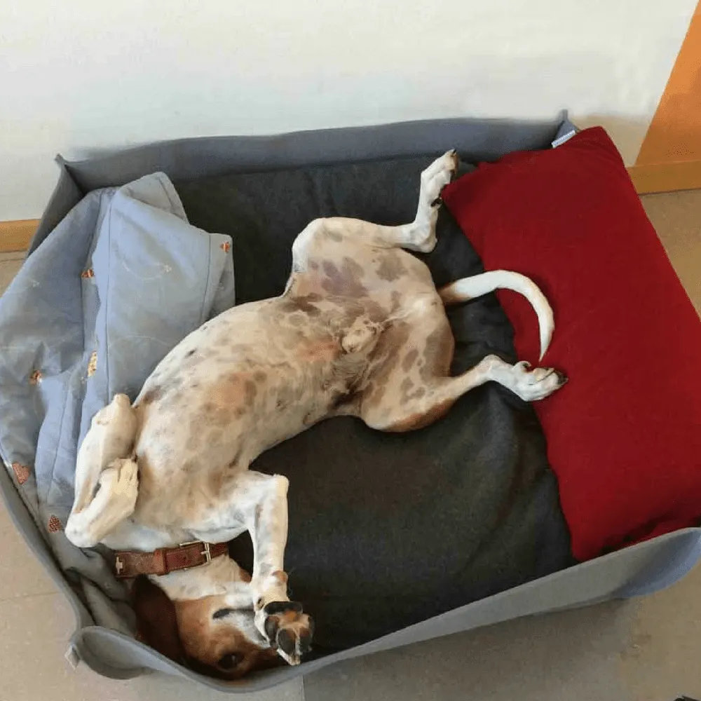 Orthopedic Pet Bed By Pet Interiors - Grey Felt Bowl