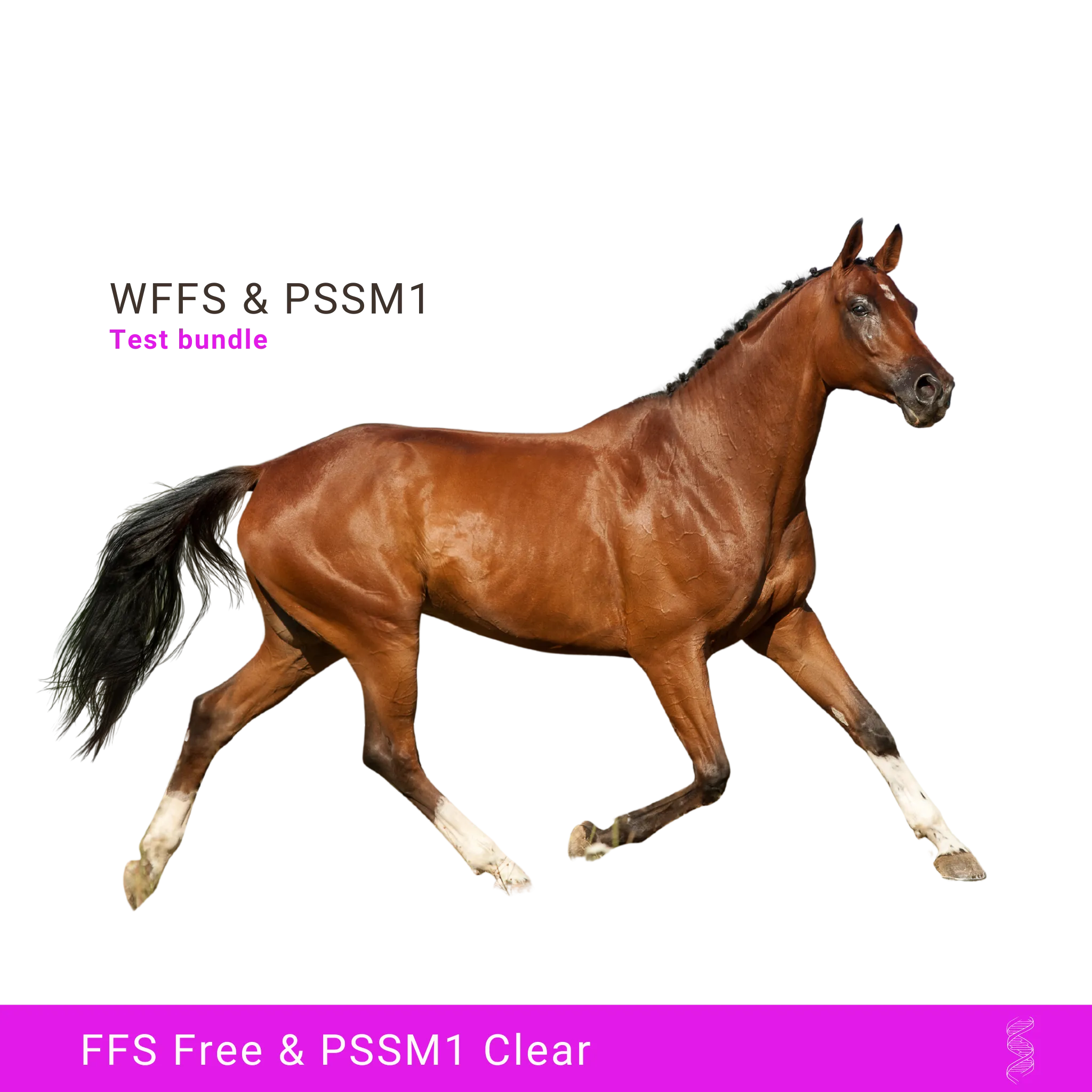 WFFS/FFS & PSSM1 - DNA Test bundle